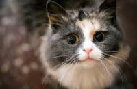 Украина вошла в десятку стран с наибольшим количеством кошек