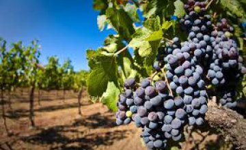 Изменение климата угрожает виноделию Франции, - исследование