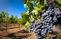 Изменение климата угрожает виноделию Франции, - исследование