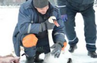 В Днепре из ледяной ловушки спасен лебедь, который получил огнестрельное ранение и не смог улететь в теплые края (ФОТО)