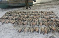  В Запорожской области поймали браконьеров, которые наловили рыбы почти на четверть миллиона гривен