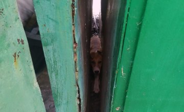 В Кривом Роге спасатели помогли собаке, застрявшей между гаражами