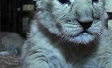 В крымском сафари-парке родились необычные серые львята (ВИДЕО)  