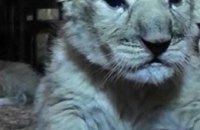 В крымском сафари-парке родились необычные серые львята (ВИДЕО)  