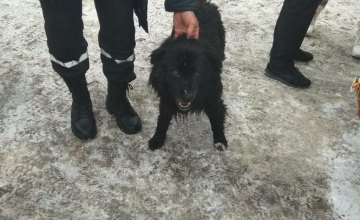 В Павлограде во время массового купания в проруби под лед провалились собака и ее хозяин