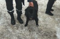 В Павлограде во время массового купания в проруби под лед провалились собака и ее хозяин