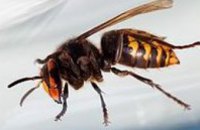 На Прикарпатье мужчина умер от укуса насекомого