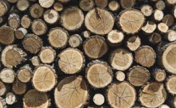 На Днепропетровщине директор лесного хозяйства требовал 200 тыс. гривен за незаконную продажу дерева