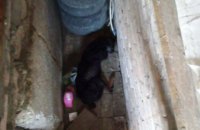 В Днепропетровской области спасатели достали собаку из трехметровой ямы
