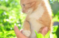 ​В Днепре солнечный котенок с белыми лапками ищет дом (ФОТО)