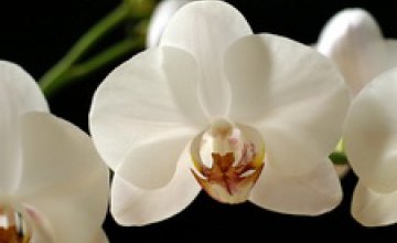 В Днепропетровске впервые отметили День Белой Орхидеи