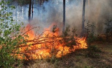 Из-за наивысшего класса пожарной опасности жителям Днепропетровщины запретили посещать леса