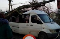 В Киевской области дерево упало на маршрутку с пассажирами: есть пострадавшие (ФОТО)