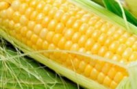 До Нового года Украина экспортирует в Китай 2 млн тонн кукурузы