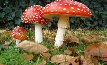  В Днепропетровской области зафиксирован летальный случай отравления грибами