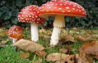  В Днепропетровской области зафиксирован летальный случай отравления грибами