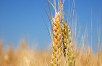Украина экспортировала 7 млн. т зерна
