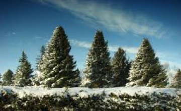Днепропетровцы уже купили более 26 тыс елок на новогодние праздники
