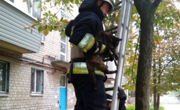 В Днепре 5 пожарных спасли кота