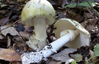 В Днепропетровской области две семьи отравились грибами на отдыхе