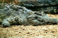 Австралийские зоологи выяснили, что крокодилы спят с открытым глазом