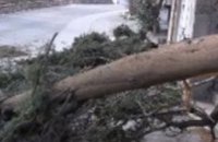 Днепропетровский «Горзеленстрой» убрал упавшее дерево с детской площадки на ул. Богдана Хмельницкого