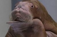 В Китае двое мужчин погибли после попытки сделать селфи с моржом