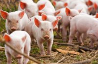 Из-за туристов, птиц и грызунов поголовье свиней в Днепропетровской области сократилось почти на 30%