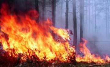 На Днепропетровщине огонь полностью уничтожил почти 150 га леса