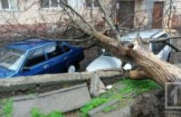В Кривом Роге упало дерево и повредило 2 автомобиля (ФОТО)