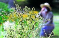 Как уберечься от аллергии на карантинные растения в почтенном возрасте