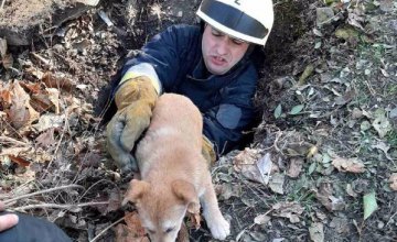 В Днепре спасатели достали из канализационной ямы собаку
