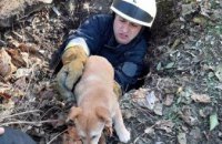 В Днепре спасатели достали из канализационной ямы собаку