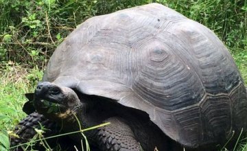 Ученые открыли новый вид гигантских черепах