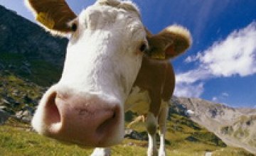 В Украине на 3% выросло поголовье крупного рогатого скота
