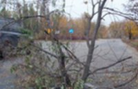 В Самарском районе Днепропетровска посреди дороги выросли деревья (ФОТО)