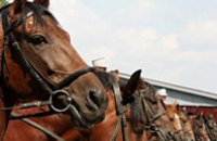 Днепропетровские дети из многодетных семей посетили конный завод