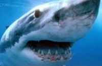 В Австралии школьница спаслась от акулы, отогнав ее криком 