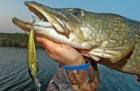  За последние 10 лет в Днепропетровской области количество запасов хищных видов рыбы упало примерно в 15 раз, - ихтиолог