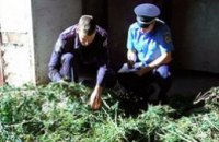 В Сумской области правоохранители изъяли наркотиков почти на 1 млн грн 