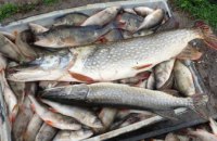 Масовий мор риби та загроза ботулізму: Держпродспоживслужба в Дніпропетровській області вживає заходи для боротьби з екоцидом та харчовими отруєннями