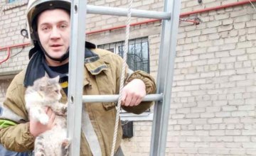 На Днепропетровщине спасли кота, застрявшего на высоком дереве