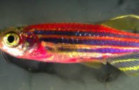 Ученые создали рыбу-мутанта с окрасом 70 цветов