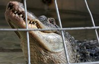 В Днепропетровском цирке спел хор крокодилов