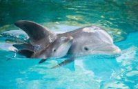 Во Львовской области спасли от переохлаждения дельфинов и морских котиков во время обесточивания дельфинария