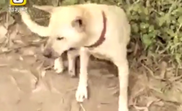 В Китае собака спасла заживо похороненного ребенка (ФОТО)