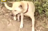 В Китае собака спасла заживо похороненного ребенка (ФОТО)