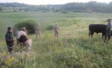 Украинские пограничники предотвратили контрабанду коров в Россию (ФОТО)