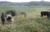Украинские пограничники предотвратили контрабанду коров в Россию (ФОТО)