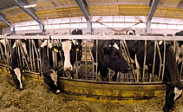 Министр АПК Мельник: «У нас только 700 тыс. коров в собственности государства, и это не позволяет влиять на цены на молоко»